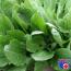 Sunshet Agrosuccess - zaščita rastlin pred sončnimi opeklinami in sušo Ali je mogoče jesti surovo kislico