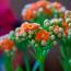 Roślinne magiczne znaki kwiatowe Kalanchoe