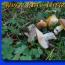 Jakie grzyby rosną w Karaczajo-Czerkiesji
