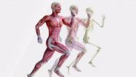 การพัฒนาระบบกล้ามเนื้อและกระดูกของมนุษย์ ระบบกล้ามเนื้อและกระดูกเป็นสิ่งสำคัญที่สุด